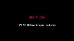 PPT 2 Cellular Energy Photosynthesis and Cell Respiration