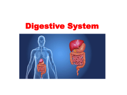 Digestive System - Waterford Public Schools