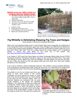 Fig whitefly - Collier County Extension Office