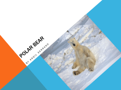 Polar bears have thick fur to stay warm and black skin to absorb heat
