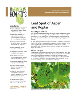 Leaf Spot of Aspen and Poplar - UI Extension Web