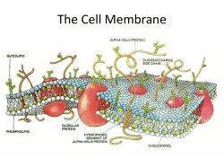 The Cell Membrane - rosedalegrade12biology
