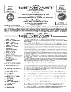 sweet potato plants - George`s Plant Farm