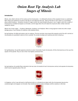 Onion Root Tip Analysis Lab Stages of Mitosis