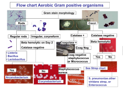 Flow chart Aerobic Gram positive organisms