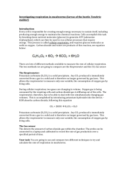 Investigating respiration in mealworms (larvae of the beetle