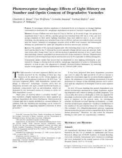 Photoreceptor Autophagy: Effects of Light History on Number and