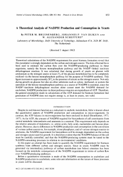 A Theoretical Analysis of NADPH Production and Consumption in