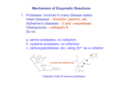 Mechanism of Enzymatic Reactions 1. Proteases: involved in many
