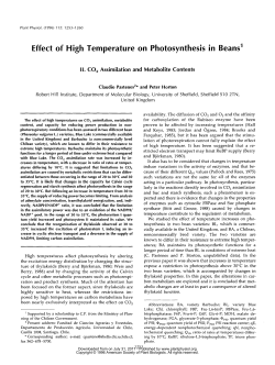 Effect of High Temperature on Photosynthesis in