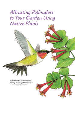 Attracting Pollinators to Your Garden Using Native Plants (Eastern