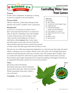 Controlling Water Loss from Leaves