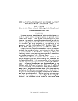 THE RATE OF CO2 ASSIMILATION BY PURPLE