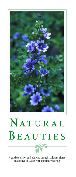 Natural Beauties: A Guide to Native, Adapted