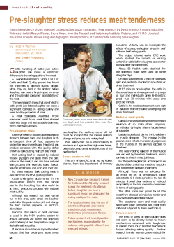 Pre-slaughter stress reduces meat tenderness