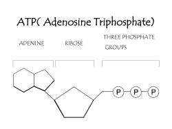 (Adenosine Diphosphate) to make ATP. When a cell needs energy