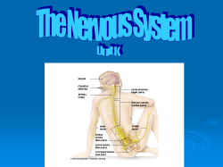The Nervous System