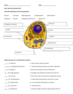4.2 Cell Quiz Answers