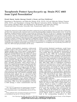 Tocopherols Protect Synechocystis sp. Strain