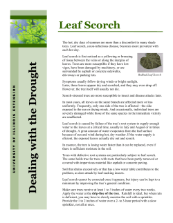Leaf Scorch - University of Illinois Extension