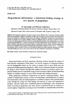 Drag-induced deformation" a functional feeding strategy in two
