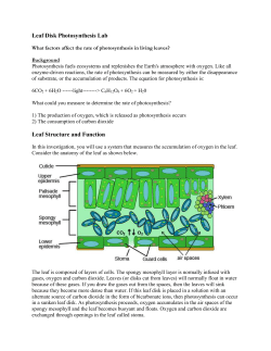 Leaf Disk Photosynthesis Lab