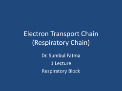 03 Respiratory_Chain
