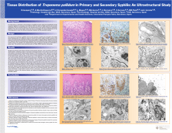 Tissue Distribution of Treponema pallidum in Primary and