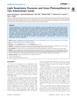 Light Respiratory Processes and Gross Photosynthesis in