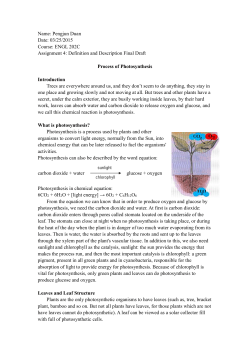 Process of Photosynthesis