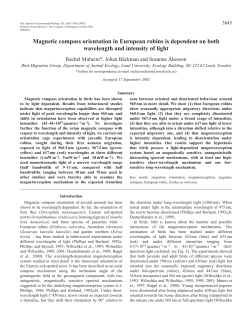 Light-dependent orientation in European robins