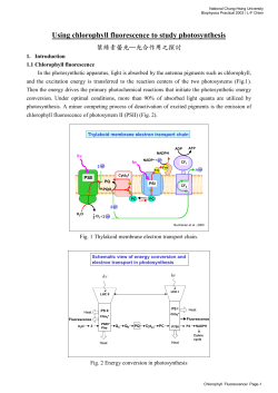 藍綠藻適應寒冷環境時之光合磷酸化作用及