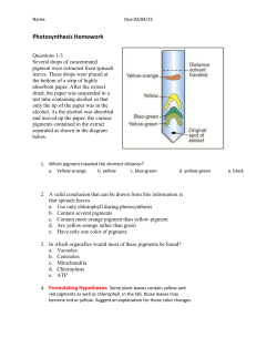 Photosynthesis Homework