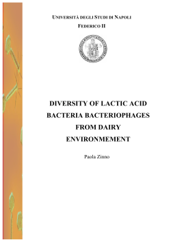 diversity of lactic acid bacteria bacteriophages from dairy