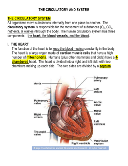 Circulatory System