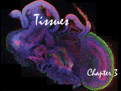 Tissue - Castle High School