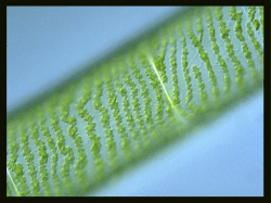 Summarizing and Notetaking 7th Grade PowerPoint