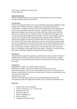 The process of osmosis in potato cells
