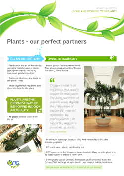 Plants - our perfect partners