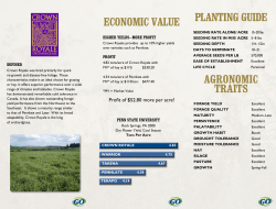 Crown Royale Orchardgrass