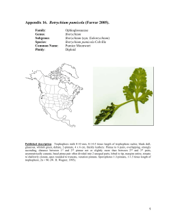 Botrychium pumicola
