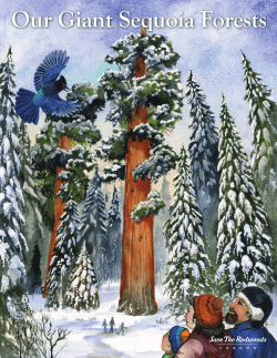 Our Giant Sequoia Forests - Save the Redwoods League