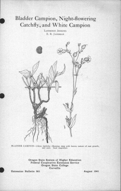Bladder Campion, Night-flowering Catchfly, and White Campion