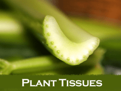 Plant Tissue