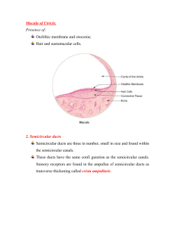 outer hair cells