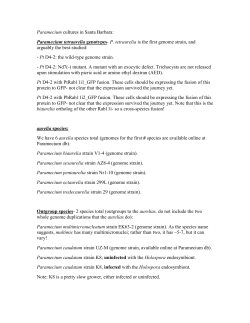 Paramecium cultures and dyes in Santa Barbara