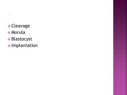 Phases of fertilization