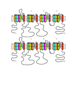 Protocol for cloning Voltage Gated Sodium Channels (Vg Na)