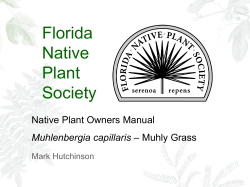 Muhly Grass - FNPS Forum - Florida Native Plant Society