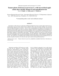Tomato plants (Solanum lycopersicum L.)